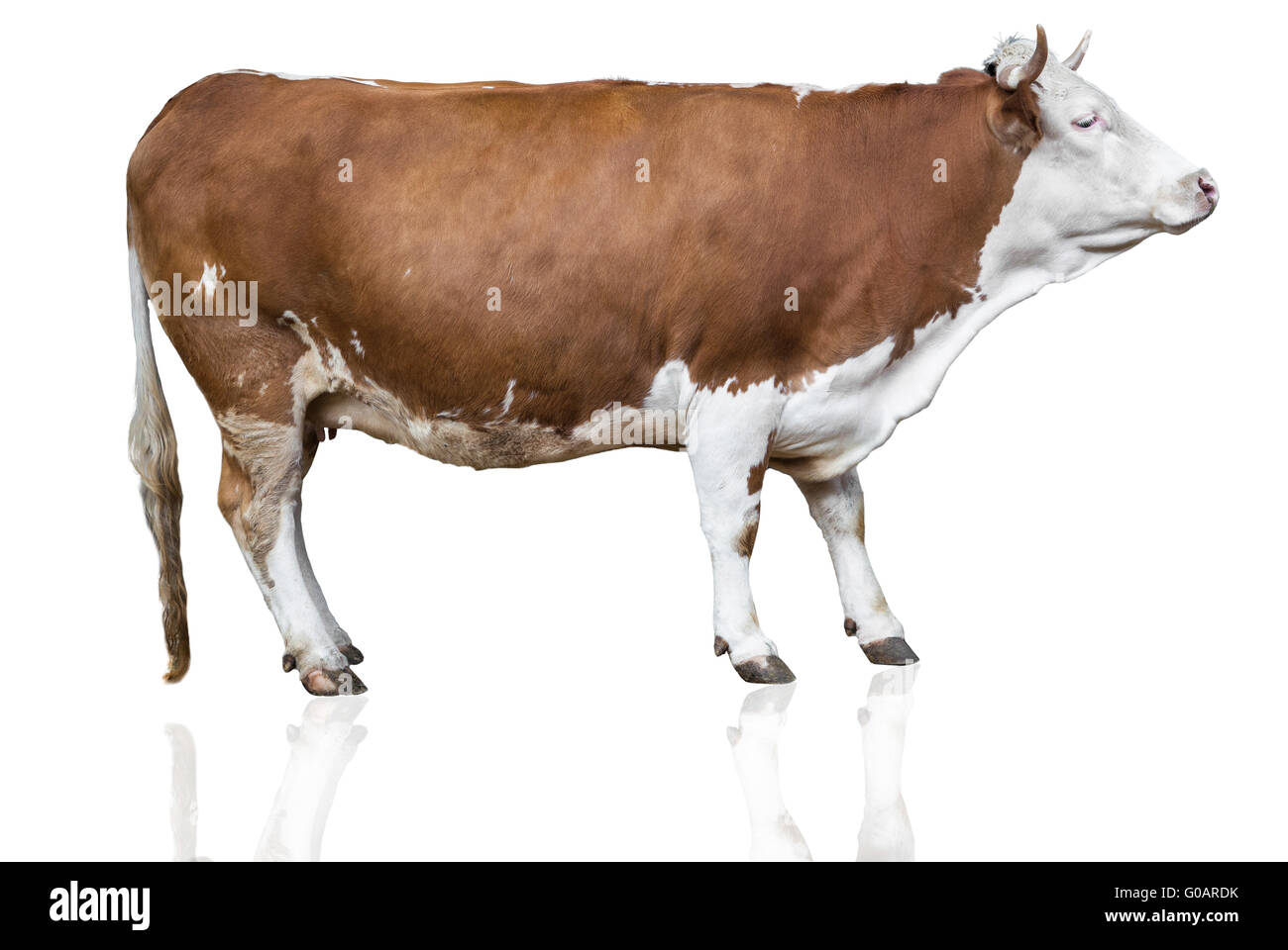 cow isolated on white Stock Photo