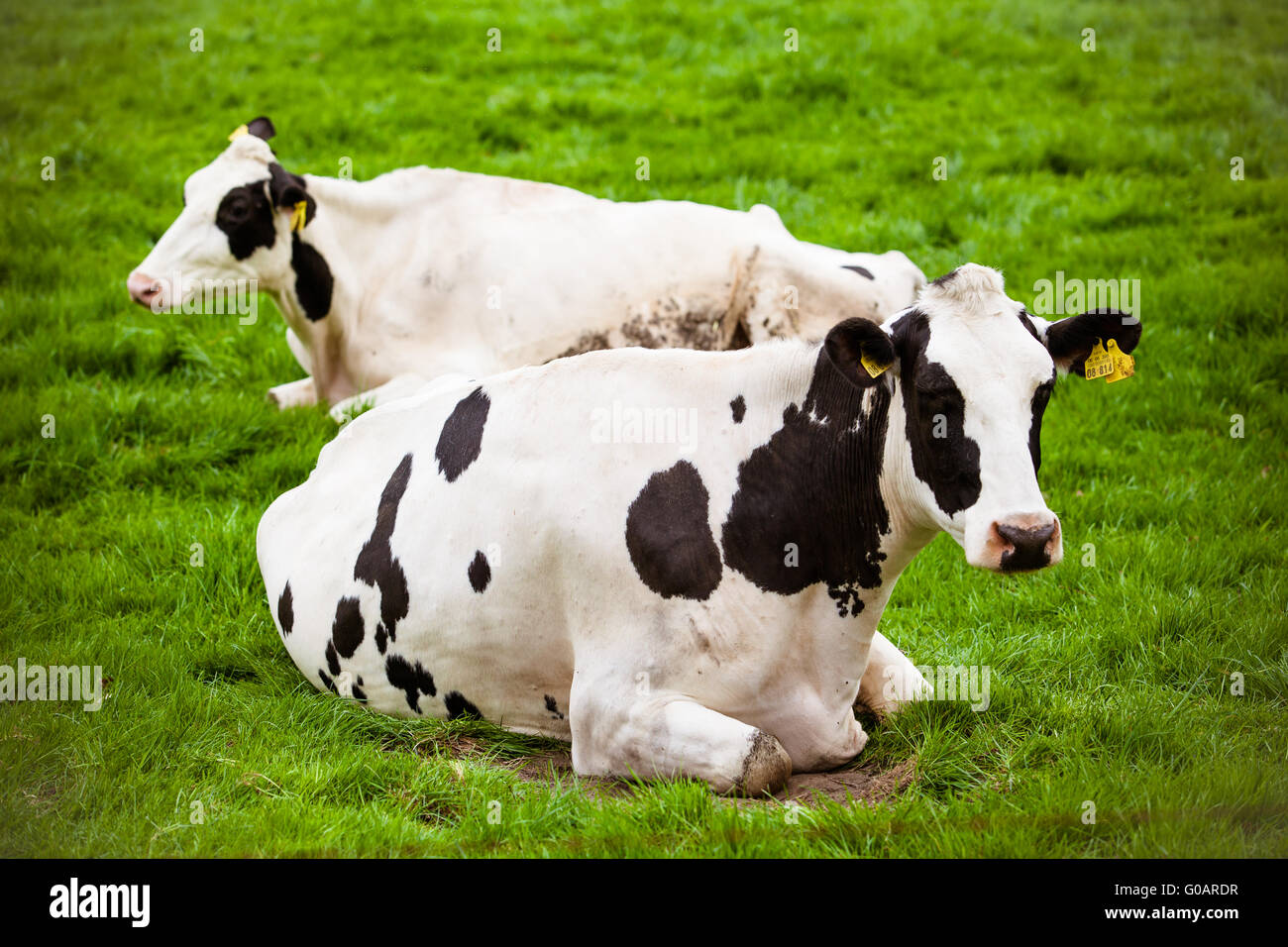 Cows on meadow with green grass. Grazing calves Stock Photo - Alamy