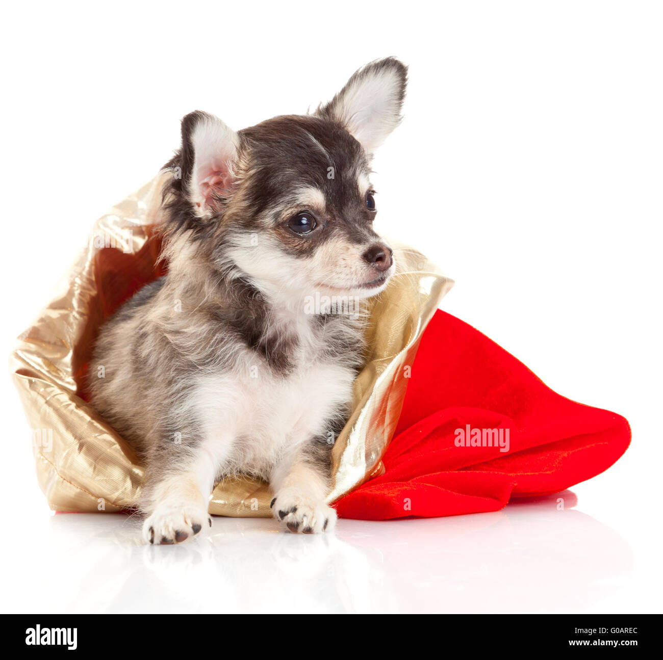 Chihuahua puppy   for Christmas! Stock Photo