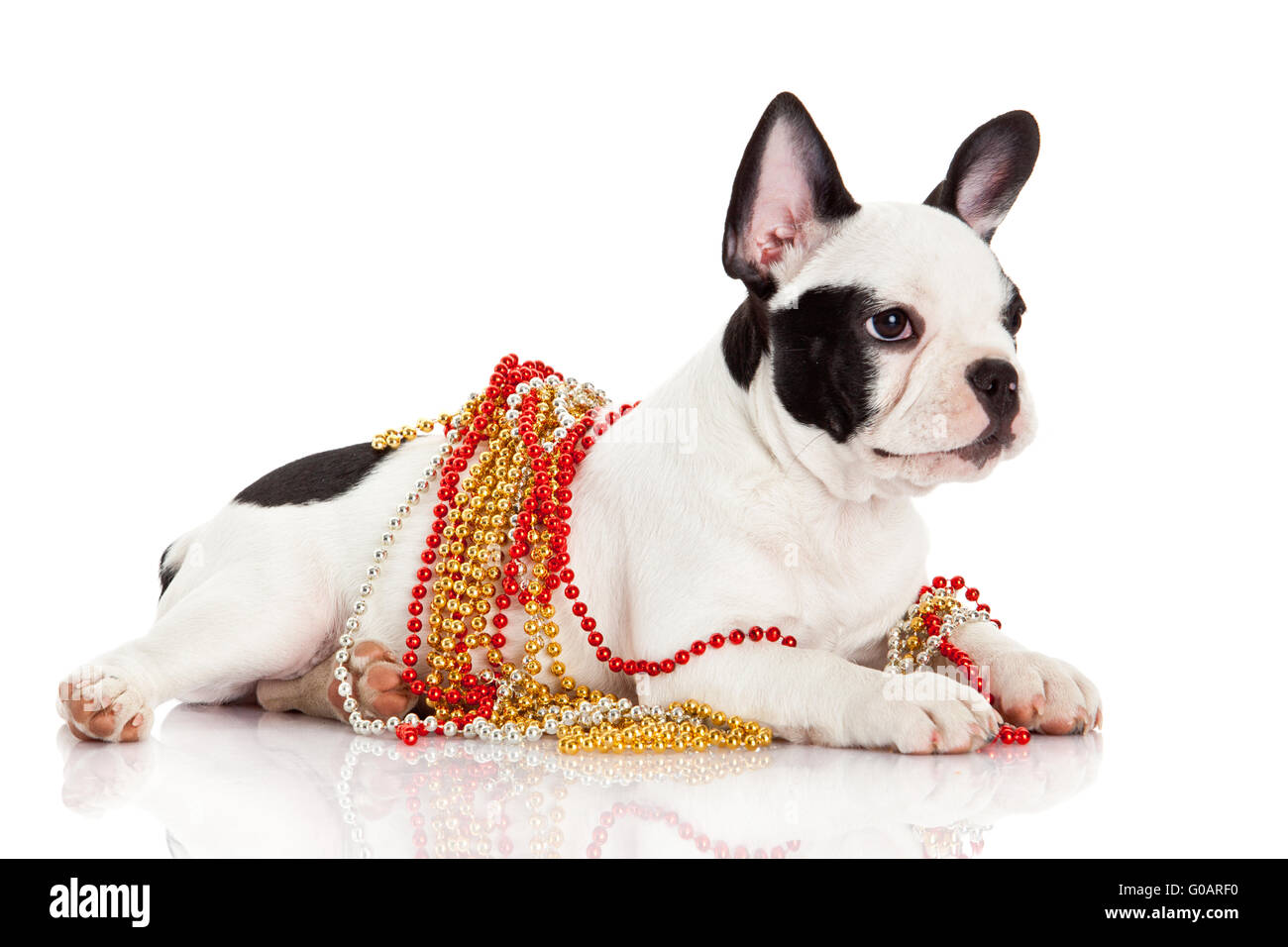 Why This Adorable French Bulldog Shattered $10,000 at Auction