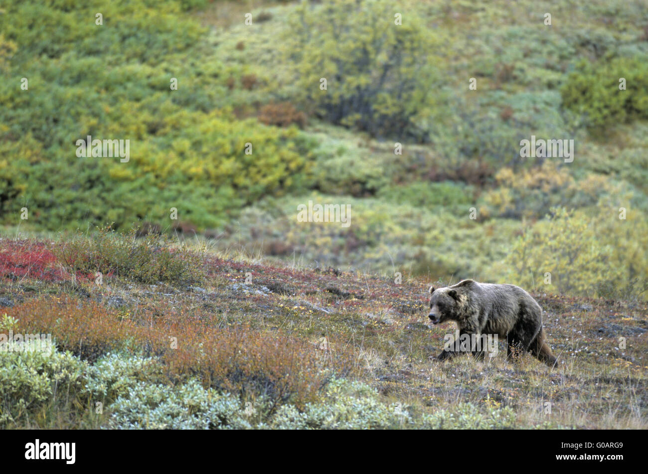 Grizzly Bear foraging in the autumnal tundra Stock Photo