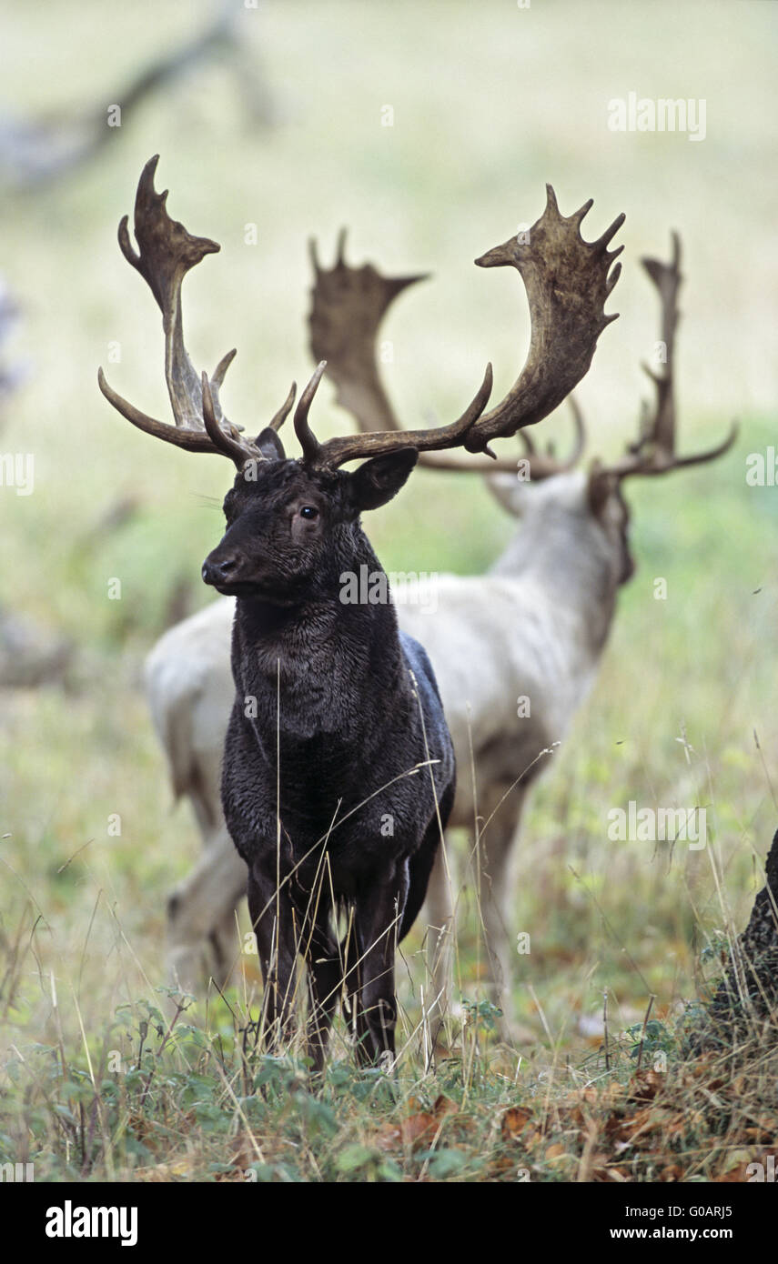 Black 2024 fallow deer