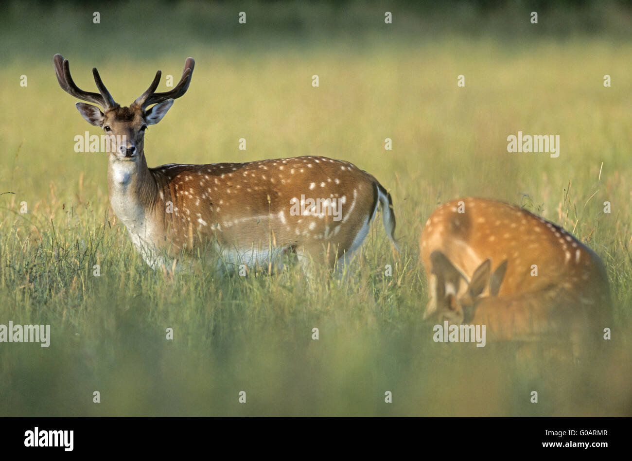 Fallow Deer stags feeding in a forest meadow Stock Photo