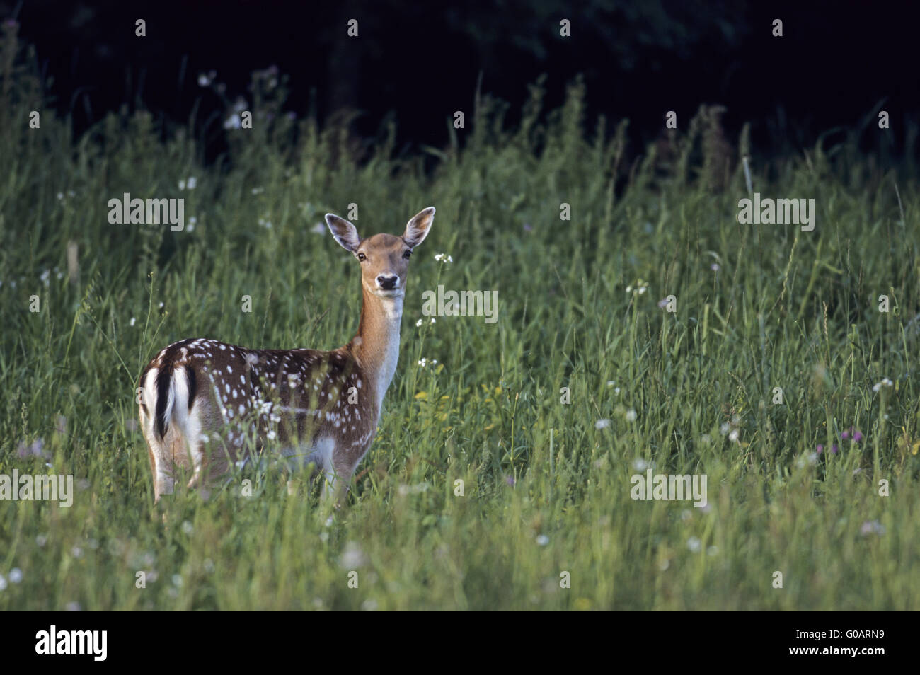 Fallow Deer hind in summer pelage Stock Photo