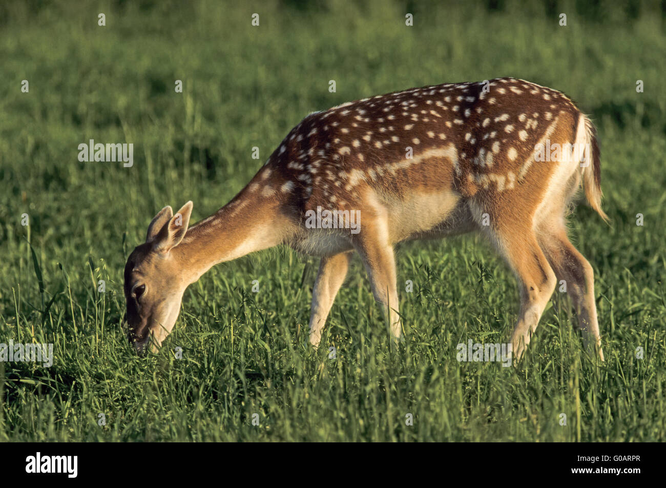Fallow Deer hind feeding in summer pelage Stock Photo