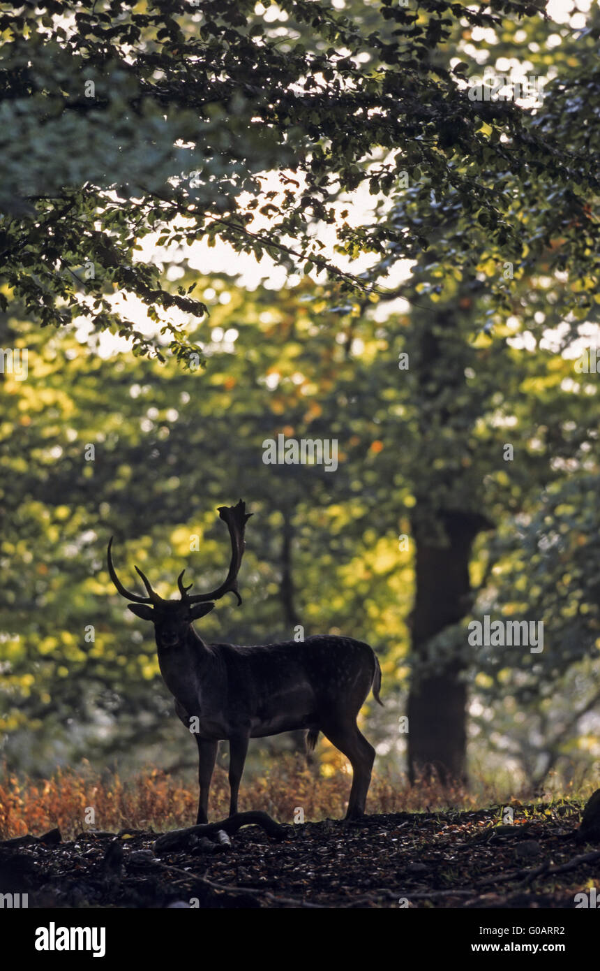 Fallow Deer stag in the rut in a beech forest Stock Photo