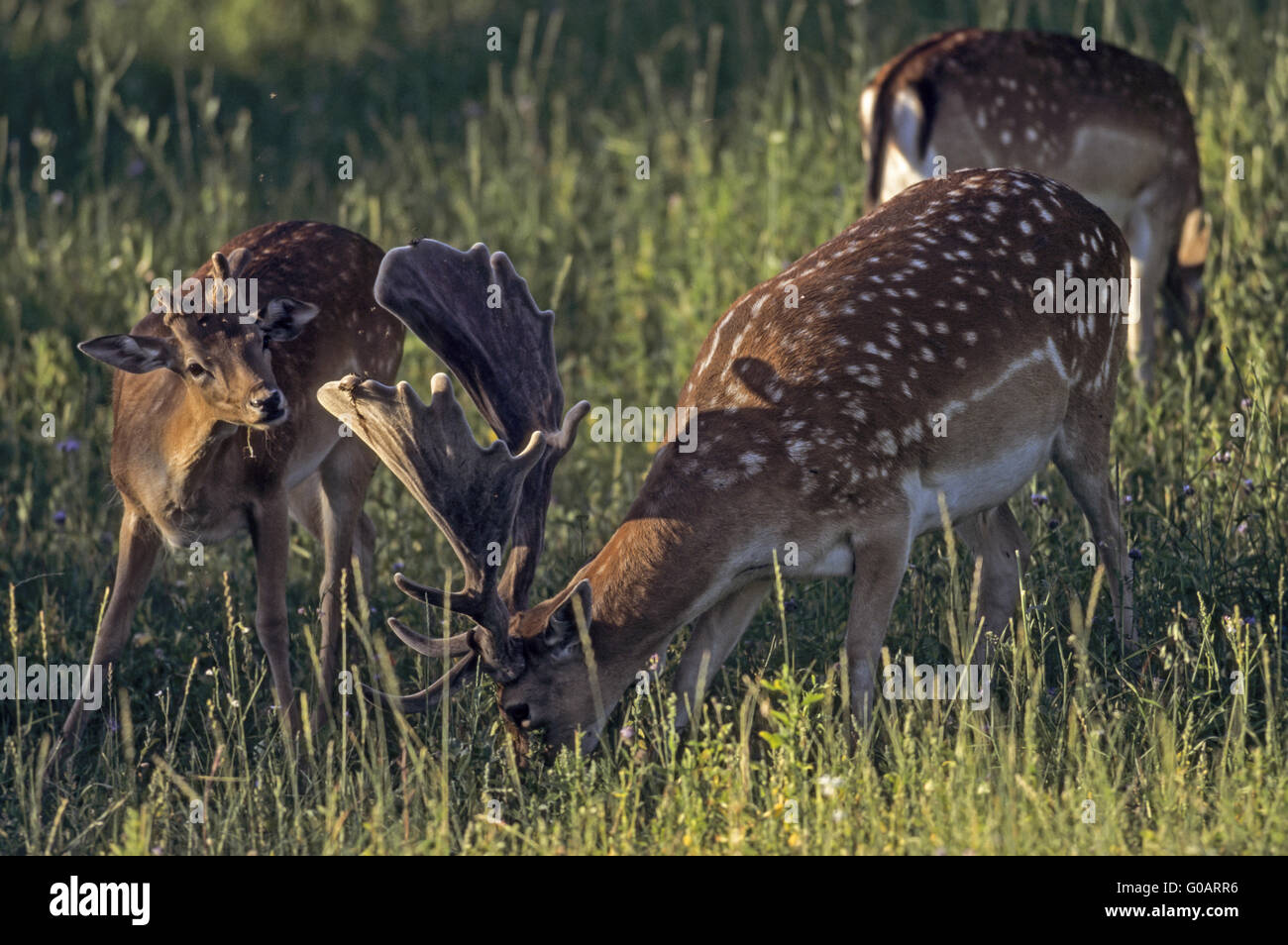 Fallow Deer stag and brocket with velvet antler Stock Photo