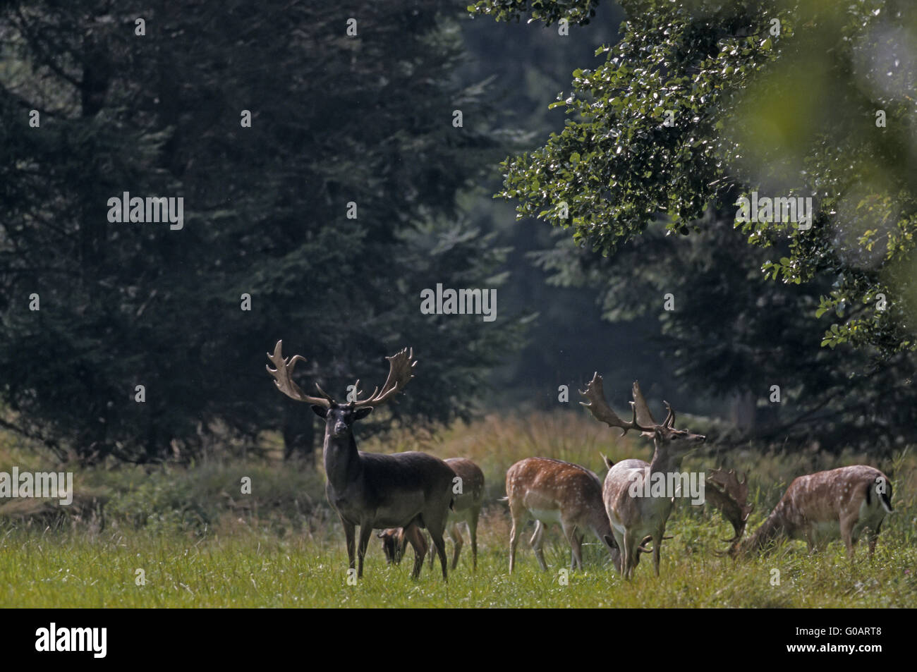 Fallow Deer stags standing in a forest meadow Stock Photo