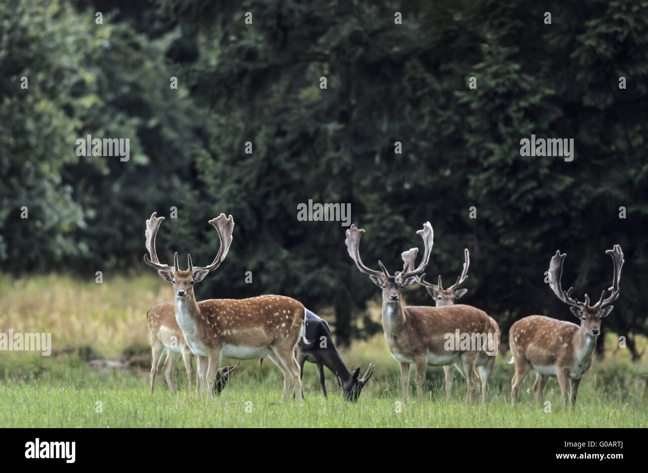 Fallow Deer stags with velvet antler Stock Photo