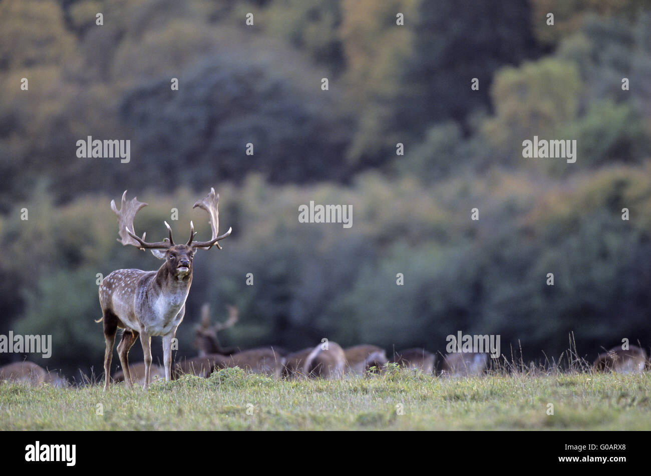 Fallow Deer stag roaring in front of hind and fawn Stock Photo