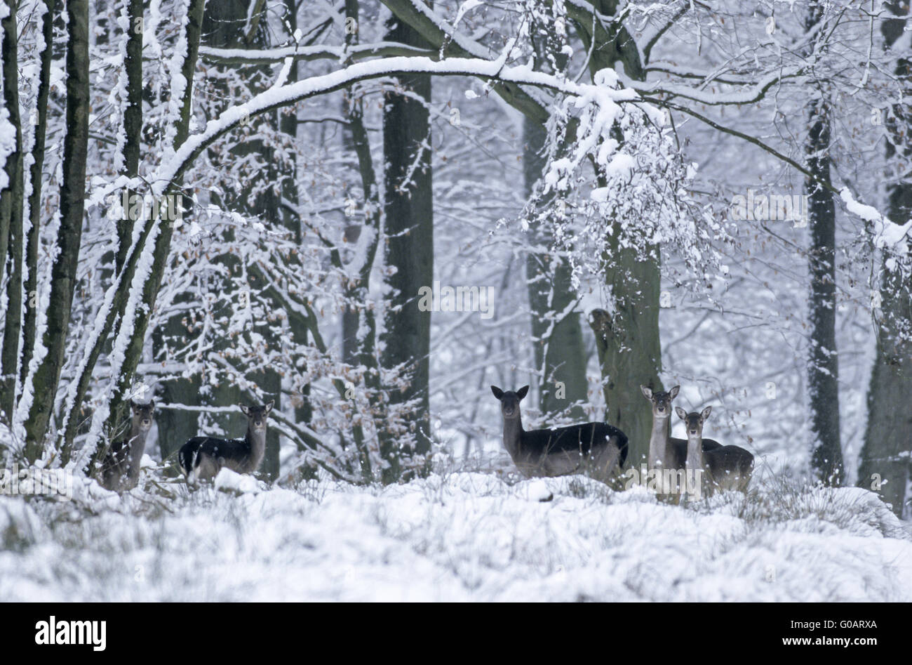 Fallow Deer hinds and fawns in winter Stock Photo