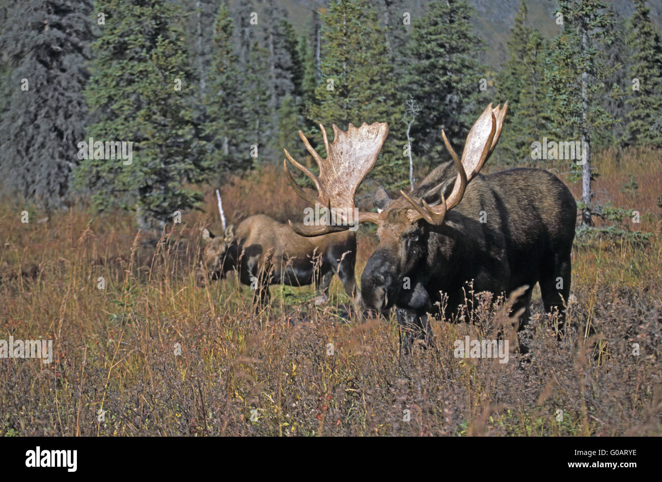 Bull Moose and cow in the rut - (Alaska Moose) Stock Photo