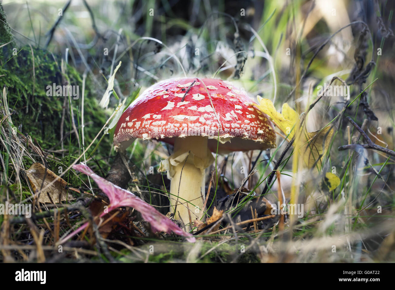 Fly agaric at forest in moss Stock Photo