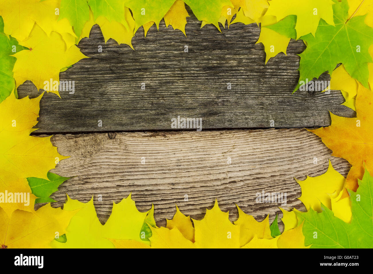 Autumn maple leaf on old boards Stock Photo