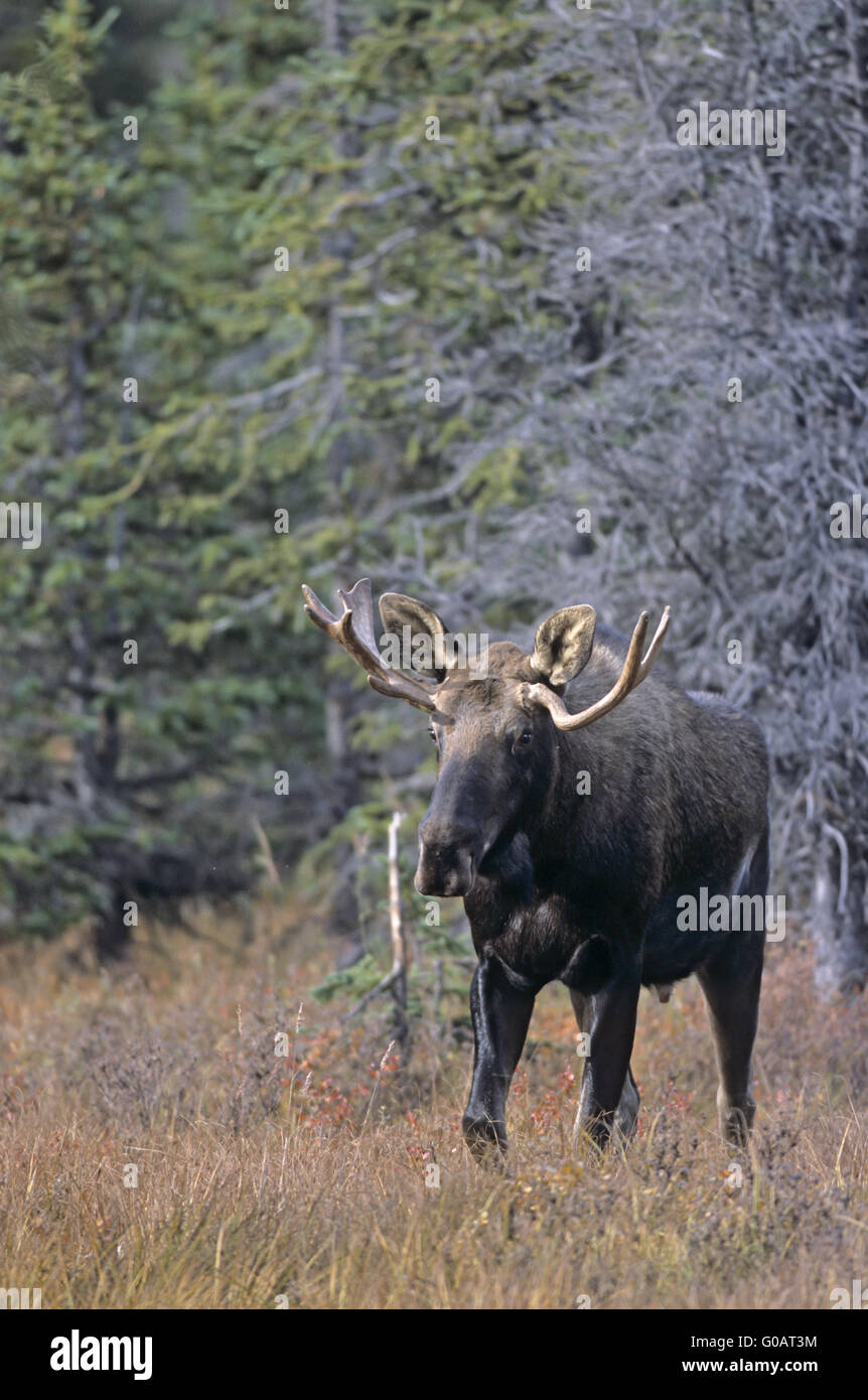 Young bull Moose in the time of rut Stock Photo