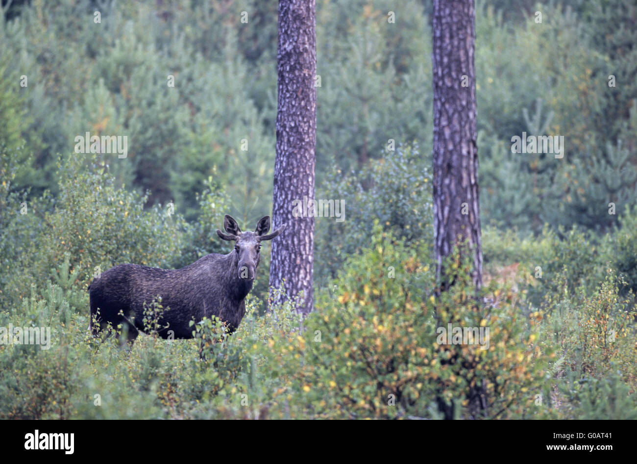 Young Bull Moose with velvet antler Stock Photo