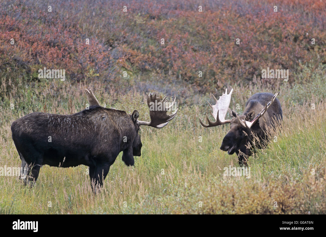 Bull Moose playfully fighting in the tundra Stock Photo