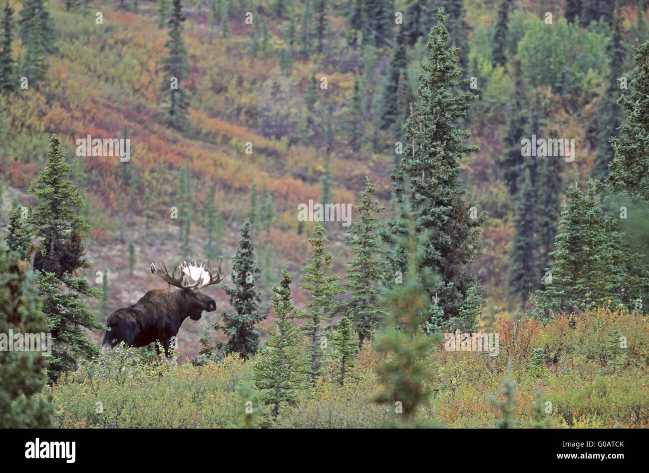 Bull Moose in indian summer in the tundra Stock Photo