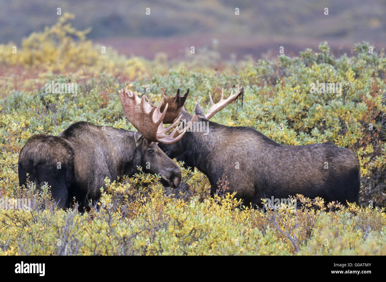 Bull Moose playfully fighting in the tundra Stock Photo