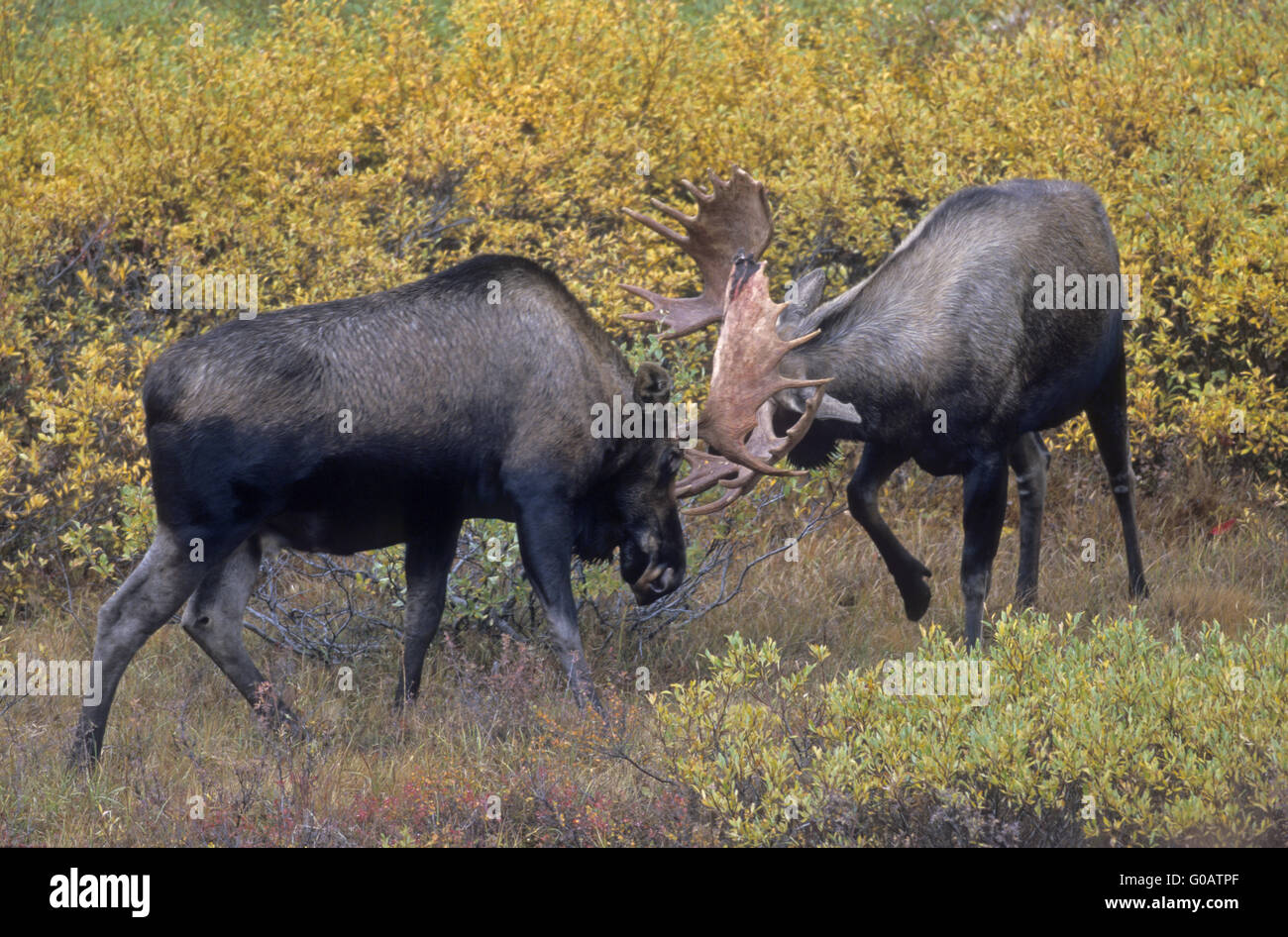 Bull Moose playfully fighting in the tundra Stock Photo