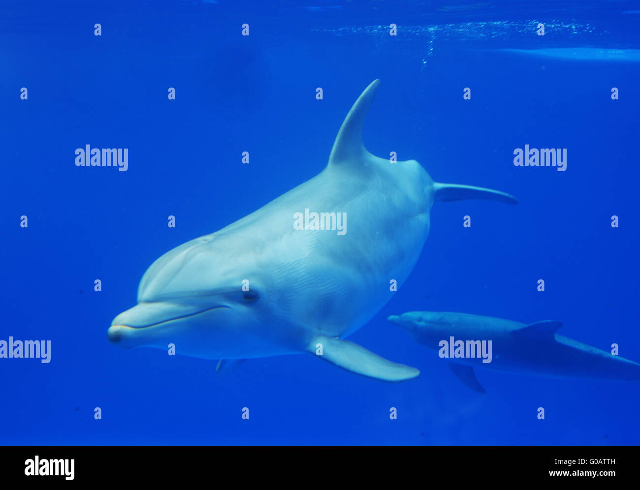 dolphin Stock Photo
