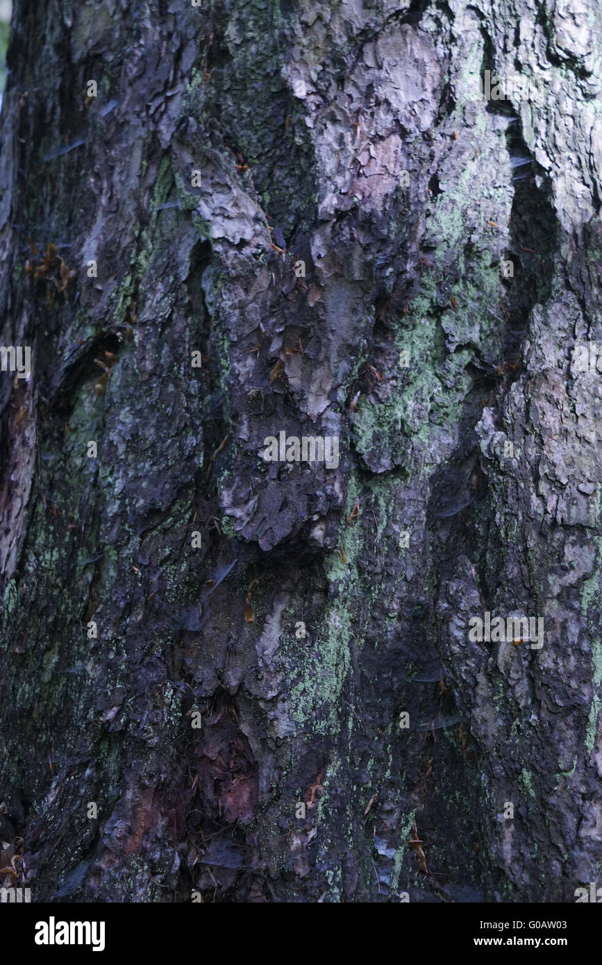 oak tree trunk detail Stock Photo