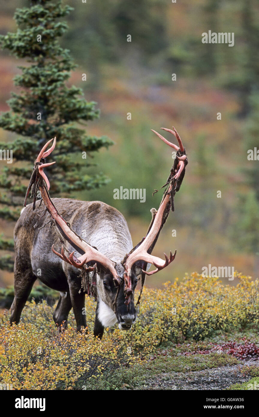 Bull Caribou with rests of velvet on his antler Stock Photo