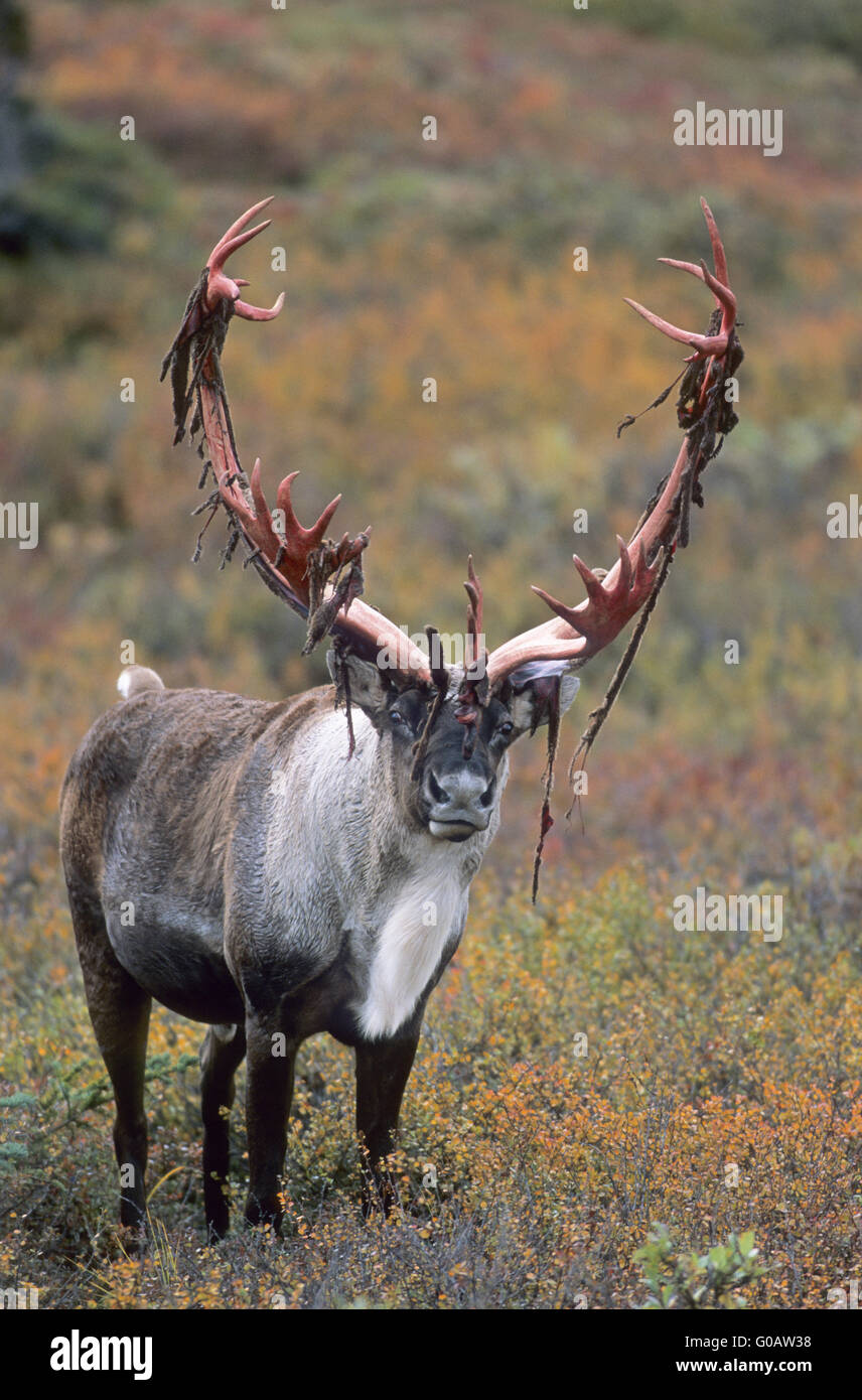 Bull Caribou with rests of velvet on his antler Stock Photo