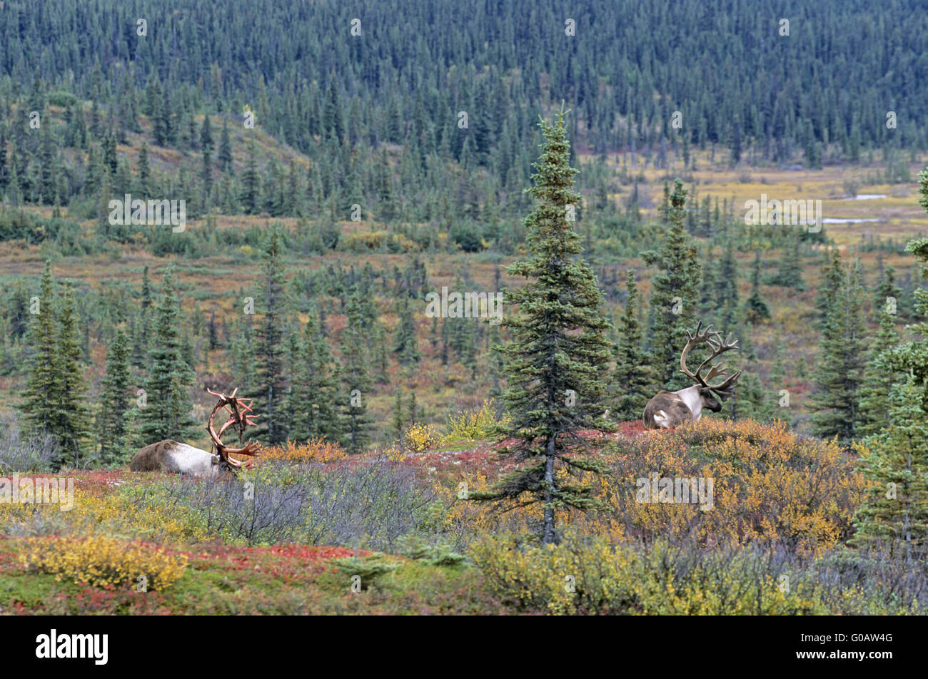 Bull Caribous resting in the tundra in fall Stock Photo