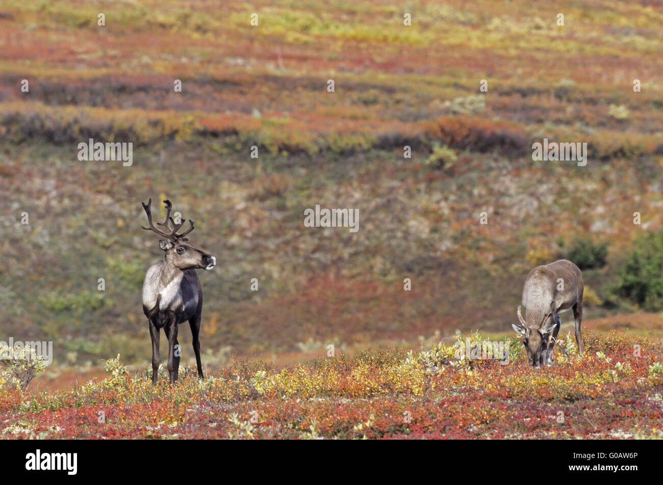 Grants Caribou cow and calf with velvet antler Stock Photo