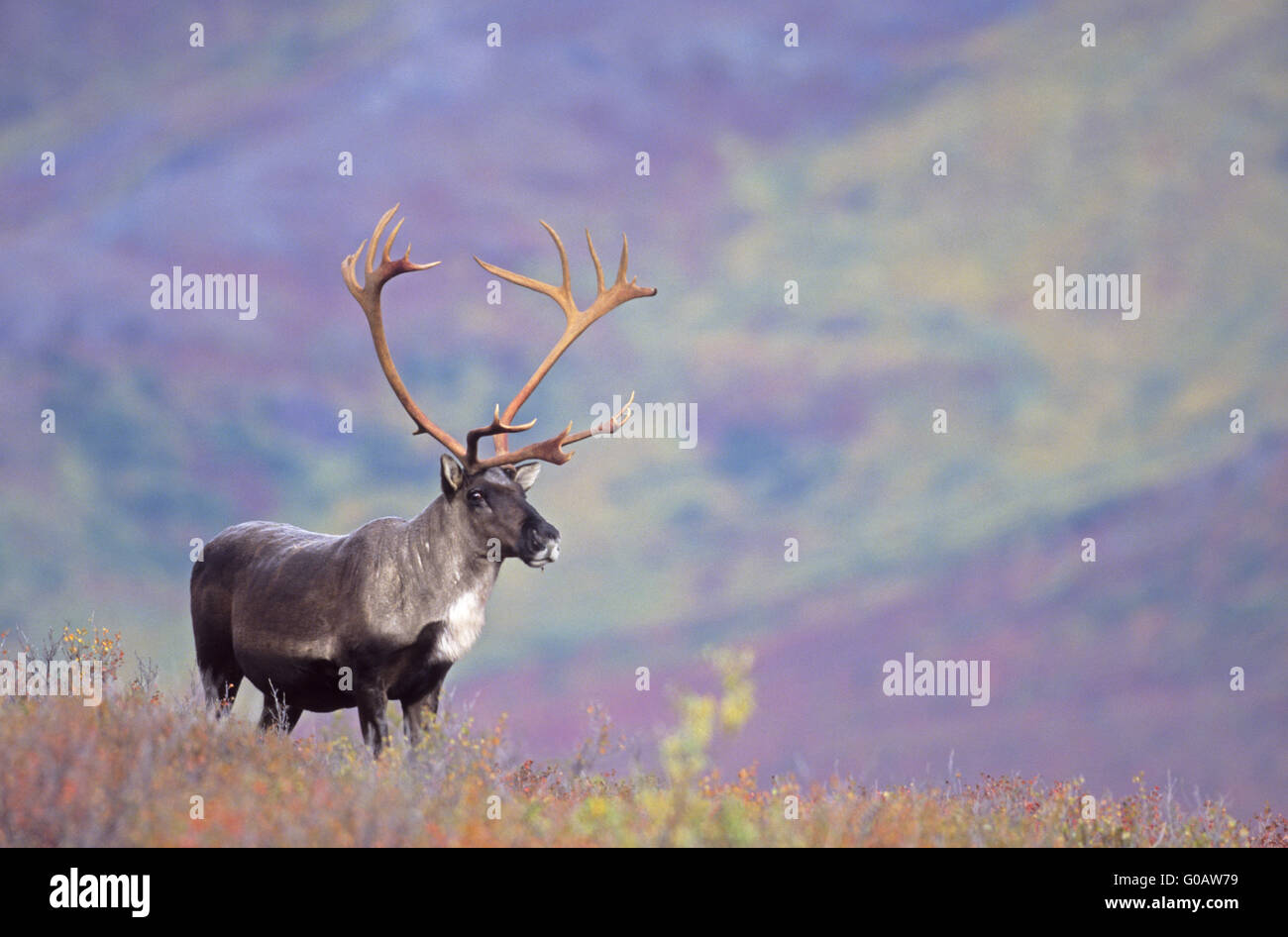 Bull Caribou in indian summer in the tundra Stock Photo