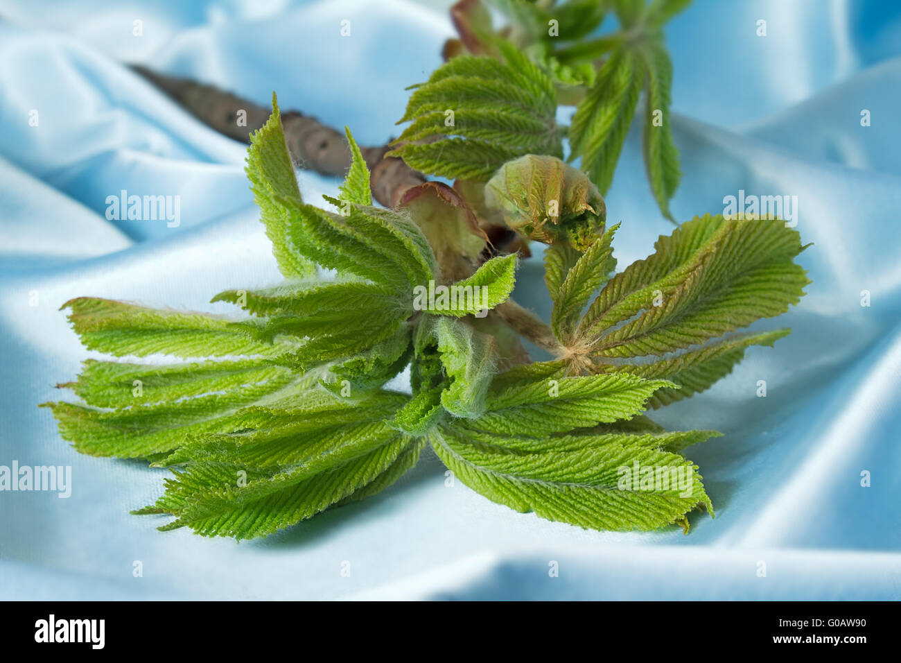 Young growing leaves on a chestnut branch Stock Photo - Alamy