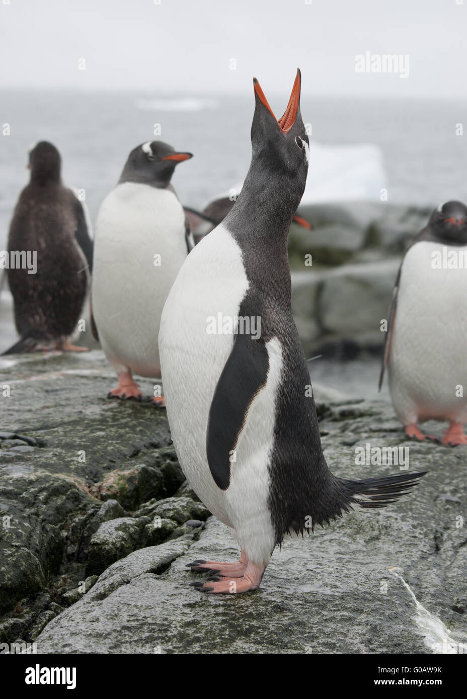 Gentoo penguin screaming on the rocks of Antarctic islands. Stock Photo