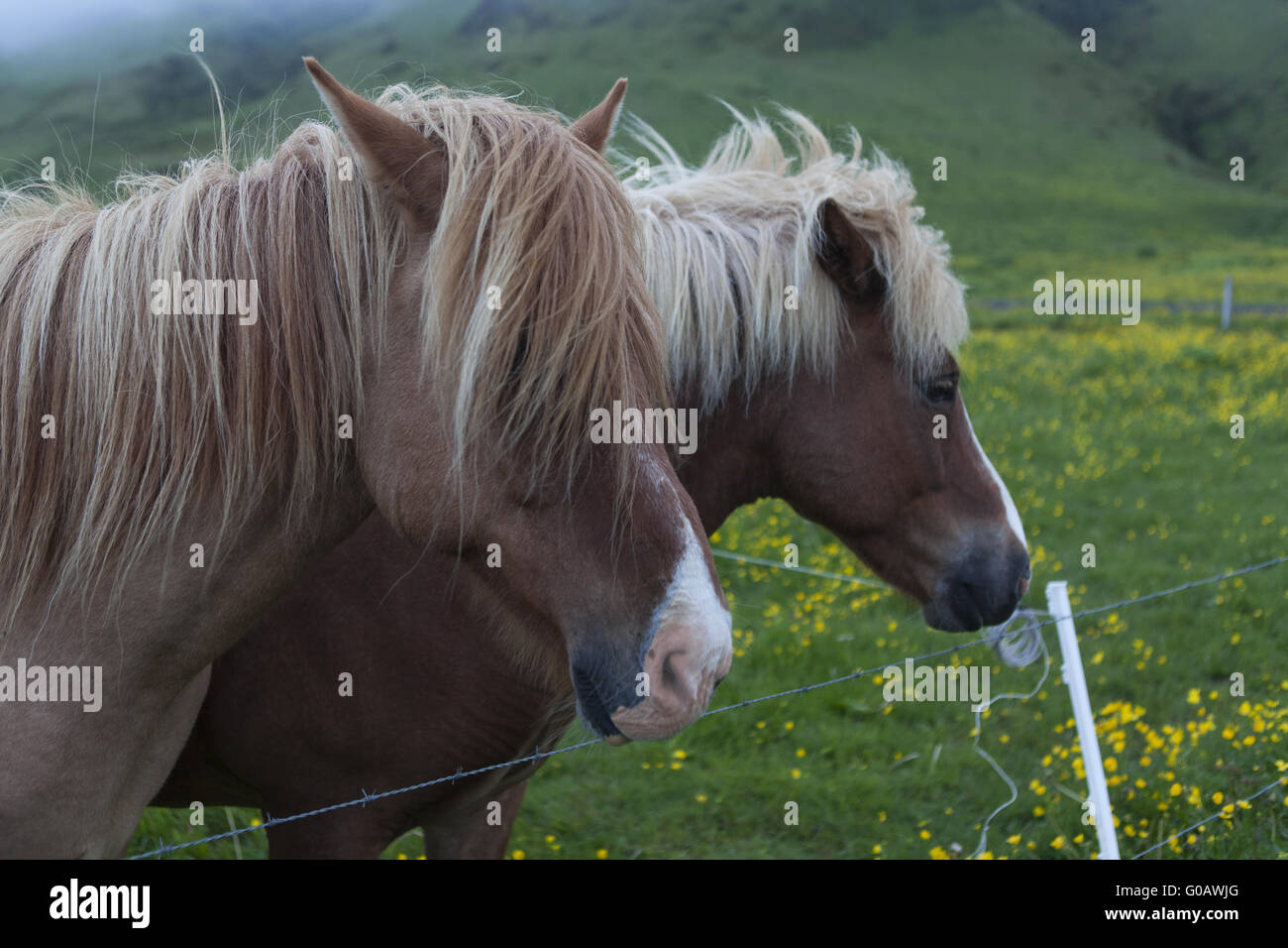Icelandic horses,Vik, Iceland Stock Photo