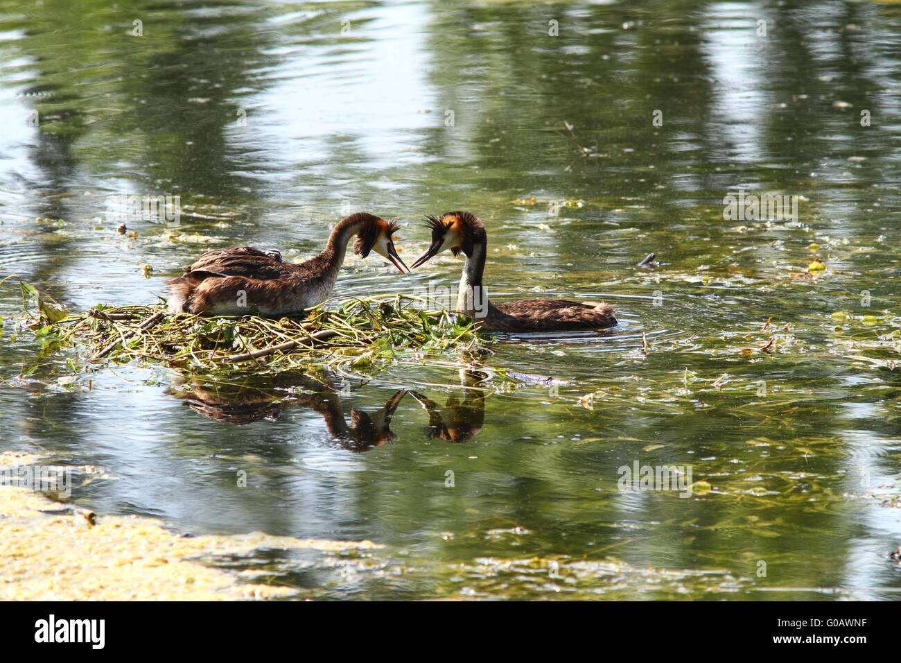 A couple of eared grebes birds in the water Stock Photo