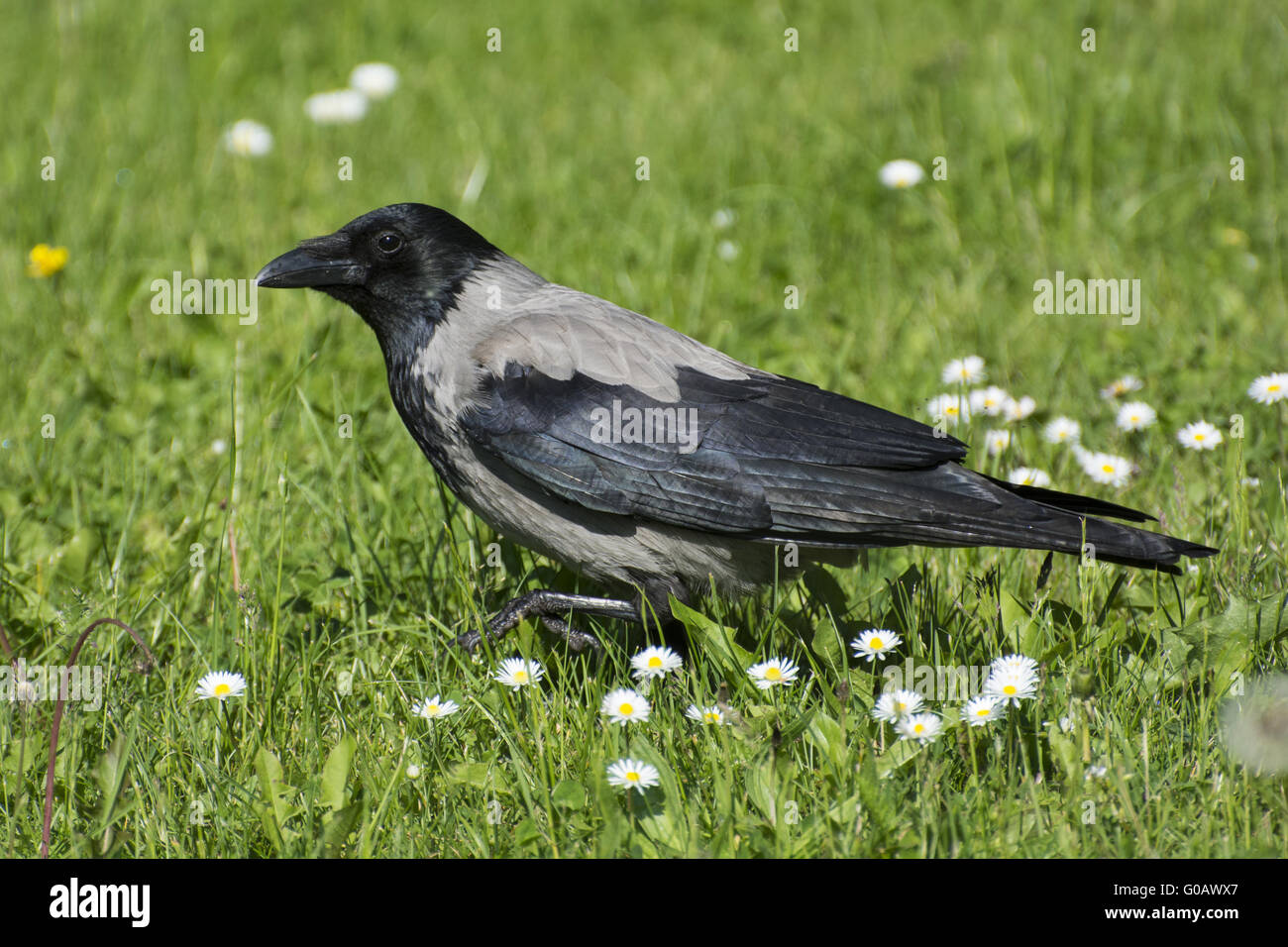 Hooded Crow Stock Photo