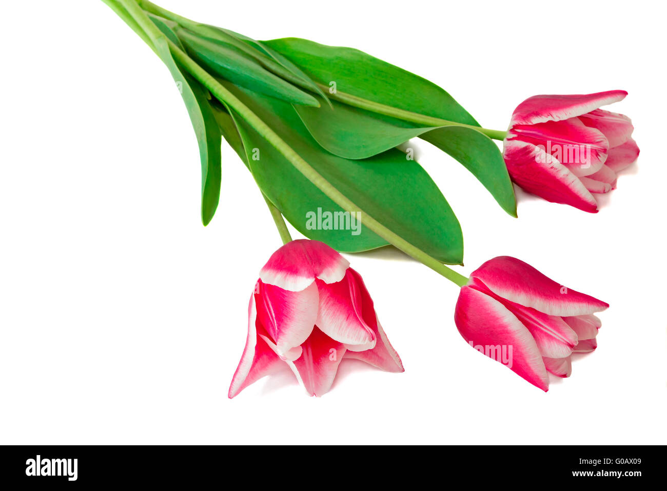 Three bright pink tulips on a white background. Stock Photo