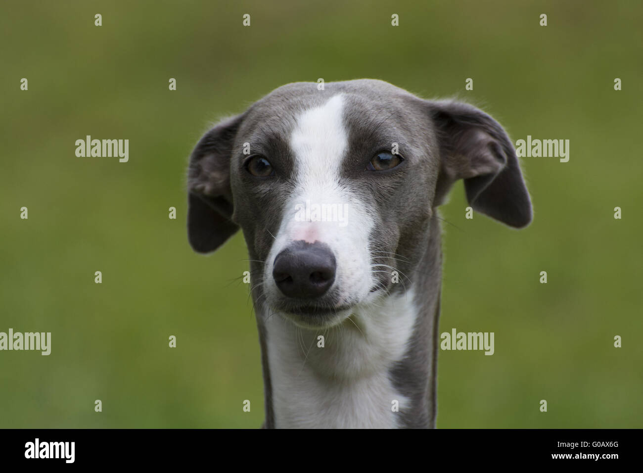 Head whippet hi-res stock photography and images - Alamy