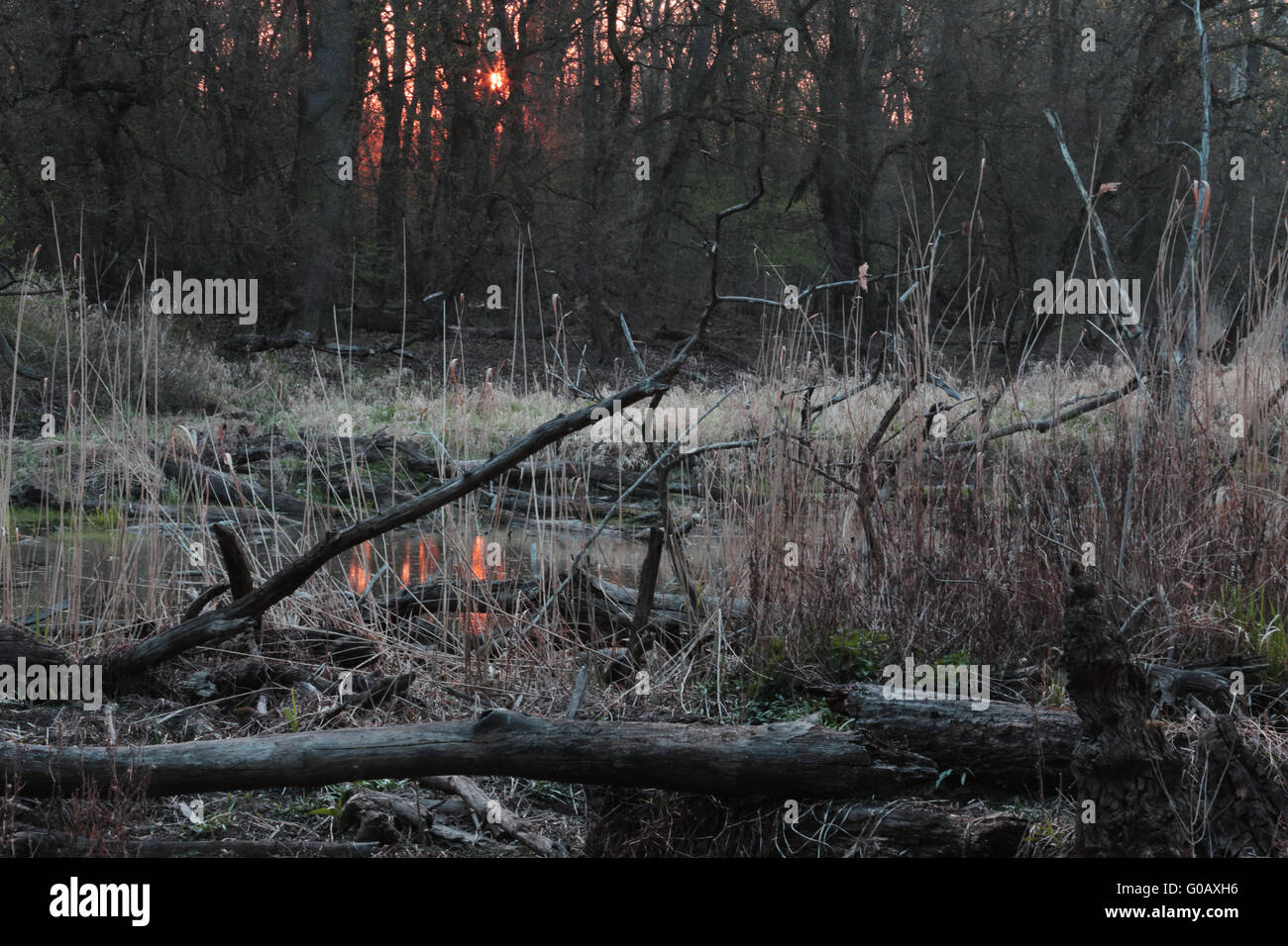 Danube Floodplain Forest National Park, Austria Stock Photo