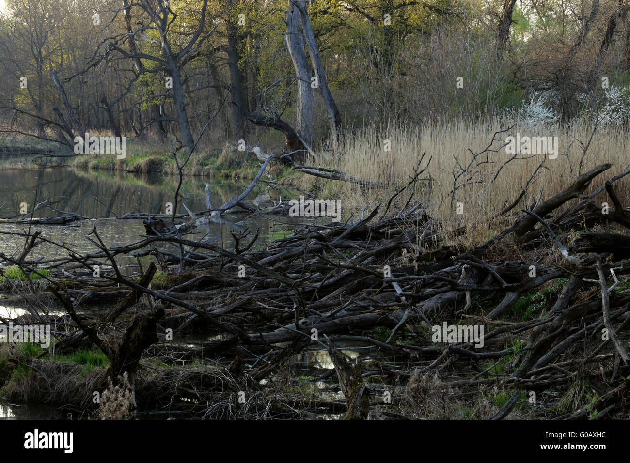 Danube Floodplain Forest National Park, Austria Stock Photo