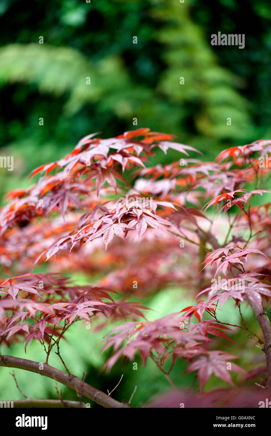 Red Leaves Against Green Foliage Japanese Maple Stock Photo
