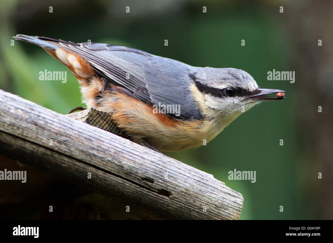 Nuthatch on the bird house Stock Photo