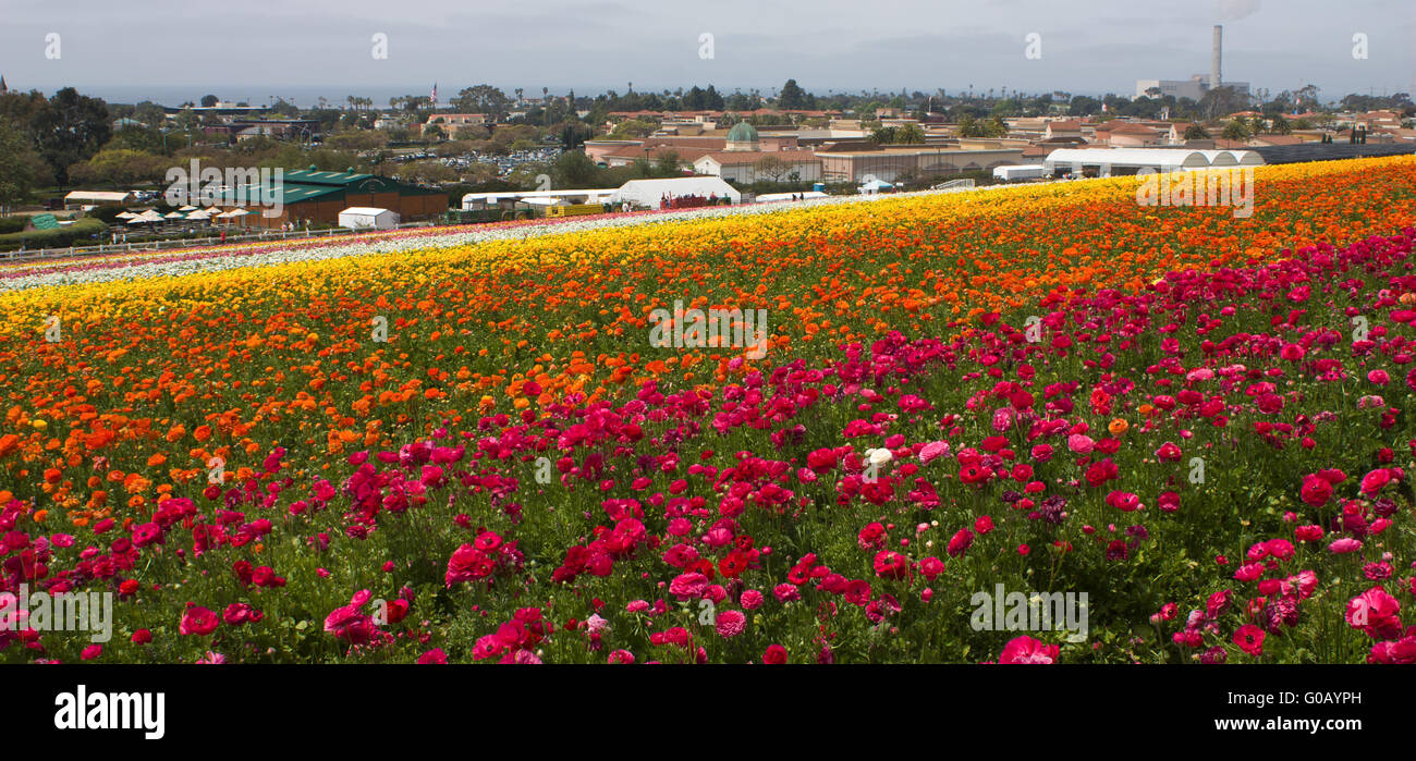 Blue field flower hi-res stock photography and images - Alamy
