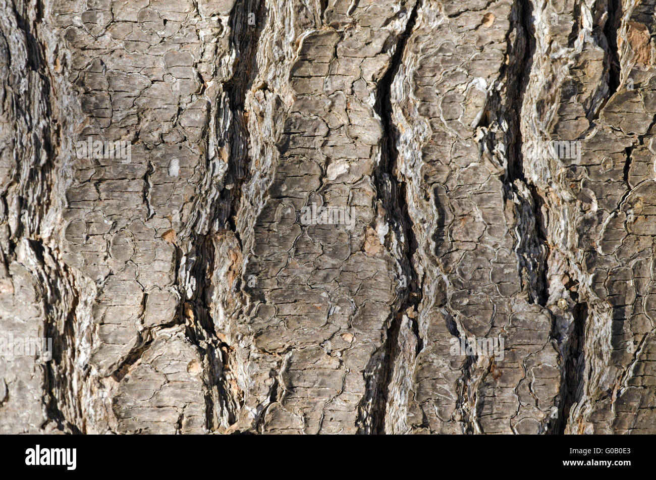 Bark Tree texture Stock Photo