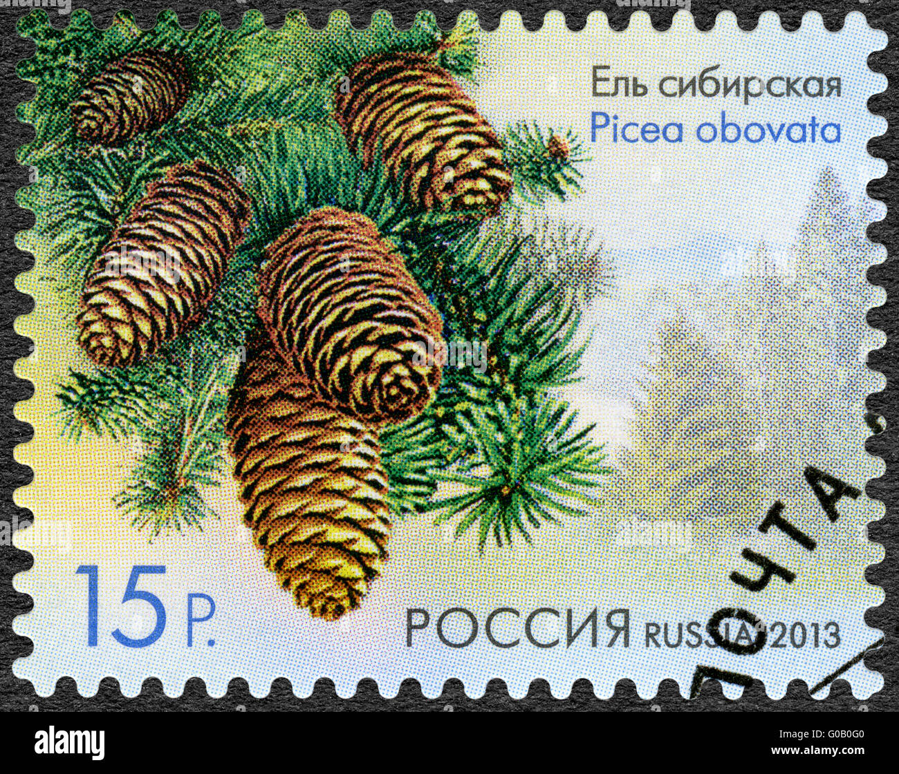 RUSSIA - 2013: shows Siberian Spruce (Picea obovata), series Flora of Russia, Cones of coniferous trees and shrubs Stock Photo