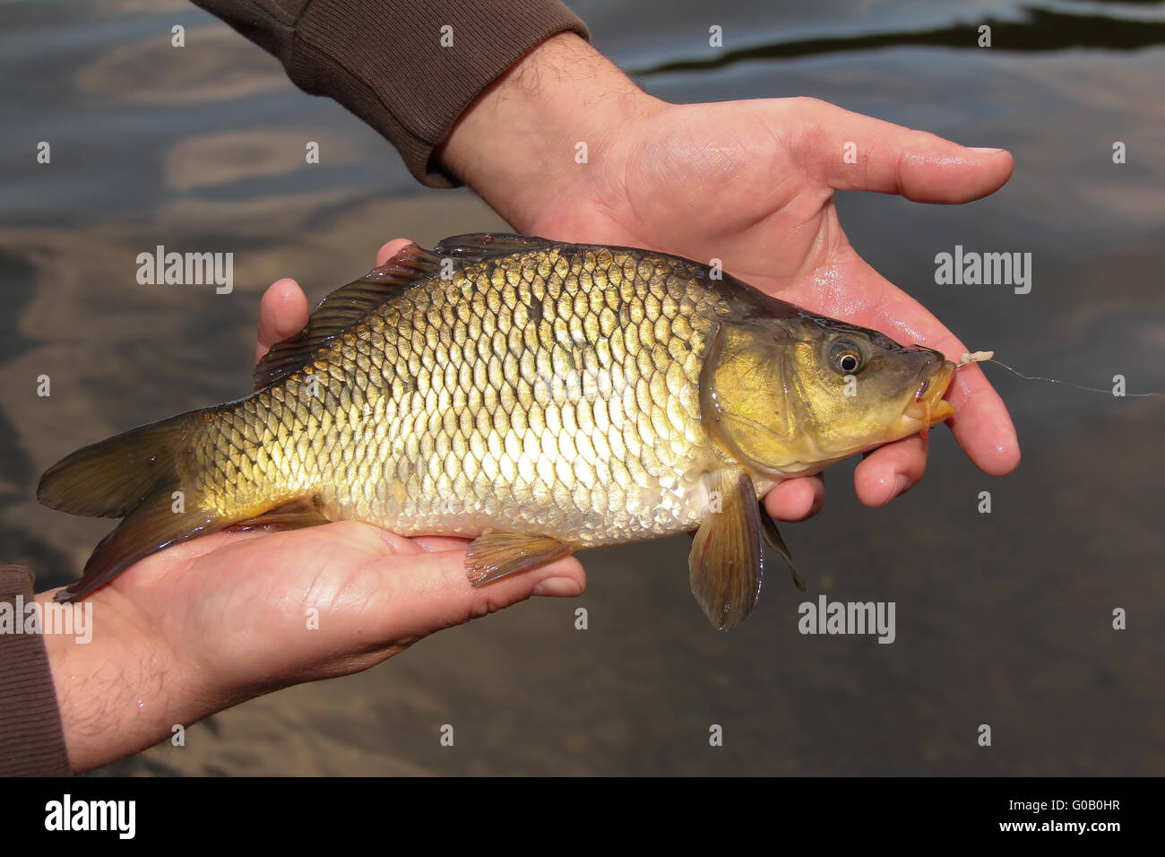 Small carp hi-res stock photography and images - Alamy