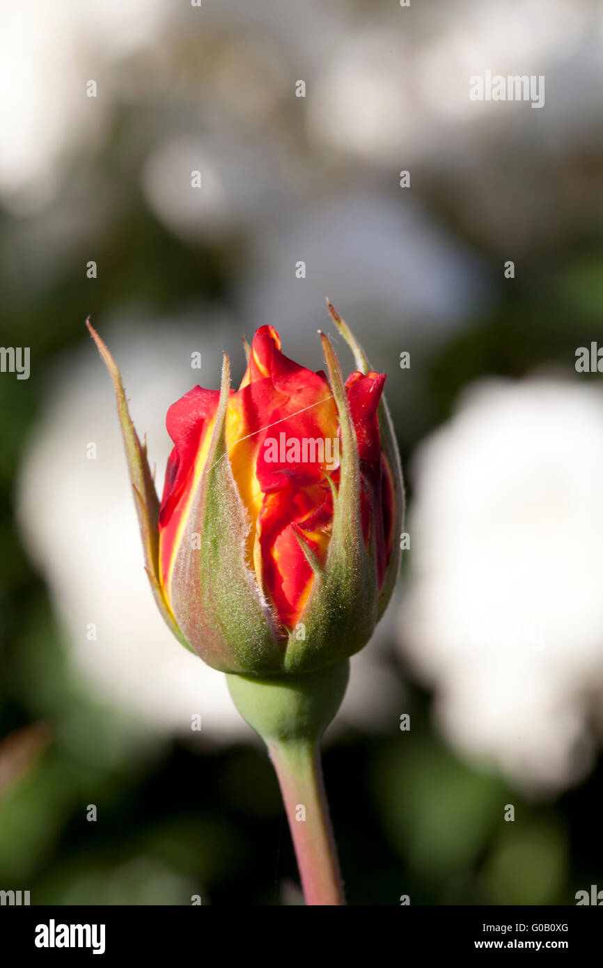 Opening Single Red Rose Bud Outdoors Closeup Stock Photo Alamy