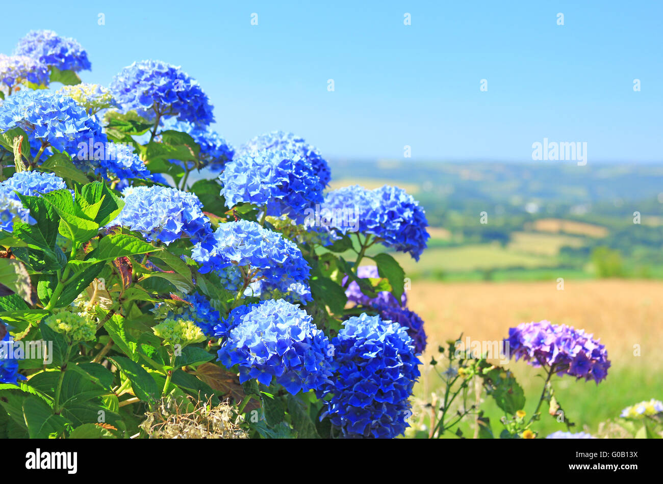 Flowering Hortensia in Brittany Stock Photo