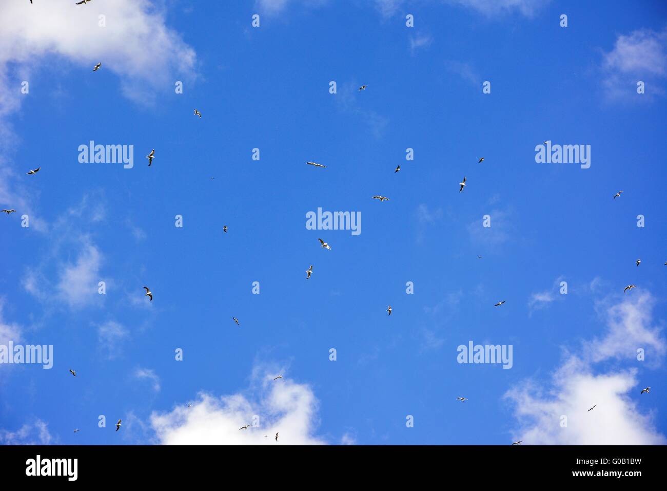 Blue sky with clouds and birds flying away Stock Photo - Alamy
