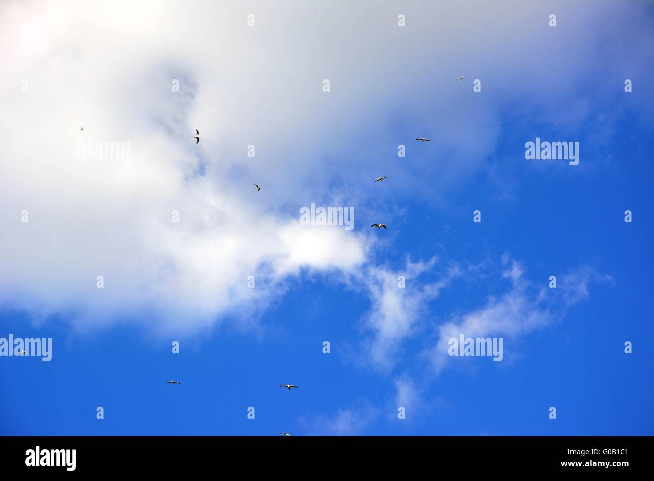 Blue sky with clouds and birds flying away Stock Photo - Alamy